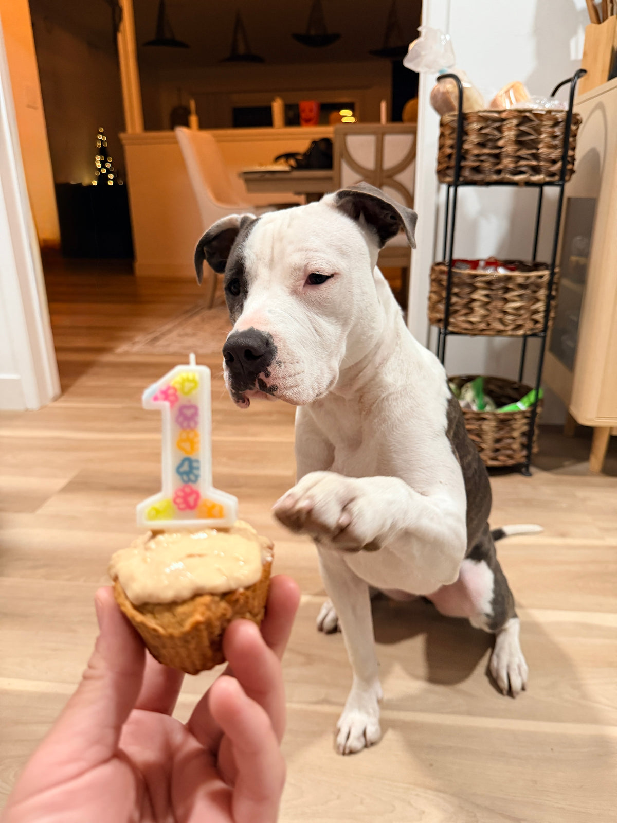 Dog Birthday Confetti Candle - Pet Themed Candles